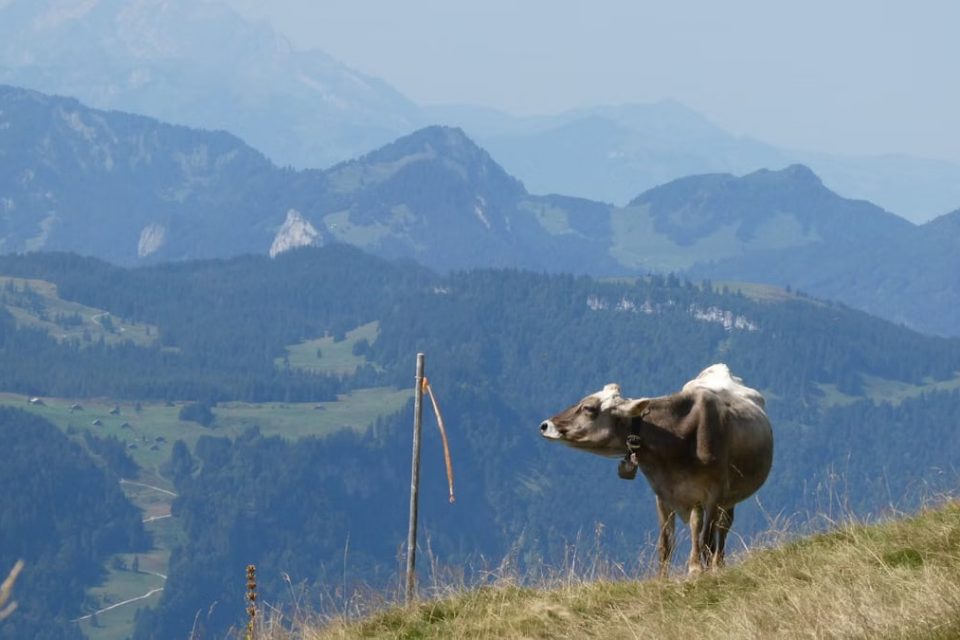 Tranquil scene of a cow grazing on a mountain slope with misty mountains in the background.